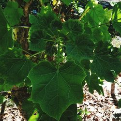 Close-up of green leaves