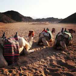 Camels on sand at desert against sky