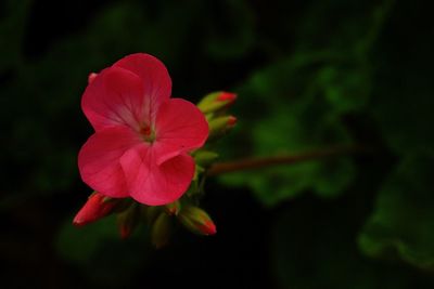 Close-up of pink flowers