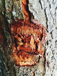 Close-up of insect on tree trunk