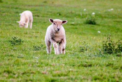 Sheep standing in a field