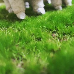 Close-up of sheep on grass