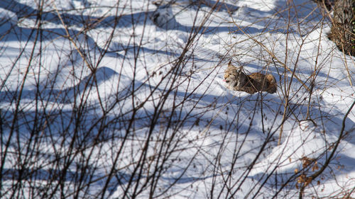 View of birds on snow covered landscape