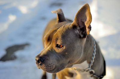 Close-up of dog looking away