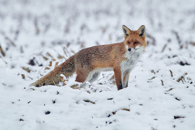 Portrait of snow fox during winter