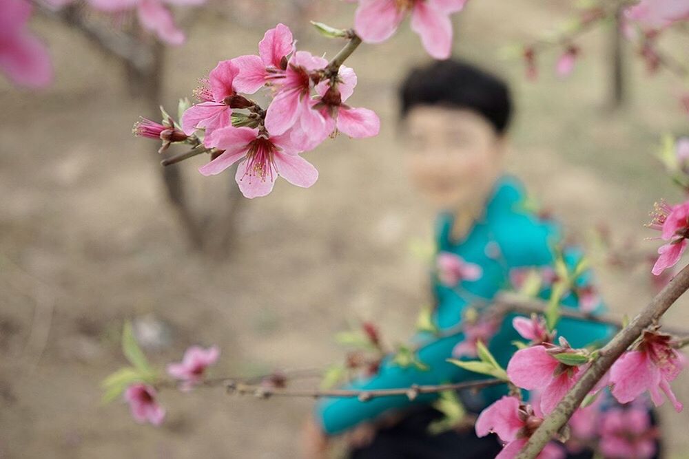 flower, freshness, pink color, fragility, growth, focus on foreground, beauty in nature, petal, branch, close-up, nature, blossom, blooming, cherry blossom, in bloom, pink, flower head, springtime, tree, selective focus