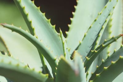 Close-up of cactus