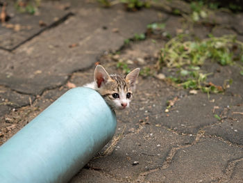 Portrait of cat on sidewalk in city