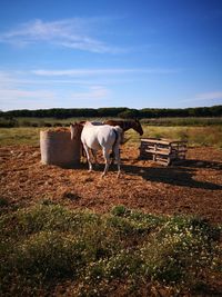 Horse in a field