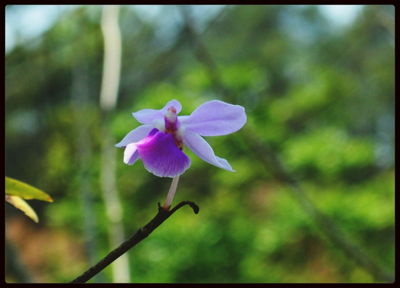 Orchid.. Taking Photos Relaxing Mixed Colour Flower Check This Out