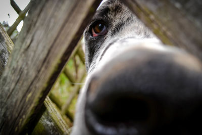 Close-up of an animal