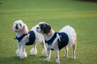 View of a dog on field