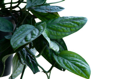 Close-up of leaves against white background