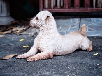 Side view of a dog looking away on street