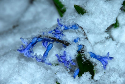 Close-up of ice crystals