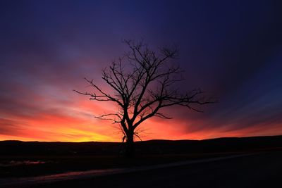 Silhouette bare tree on landscape at sunset