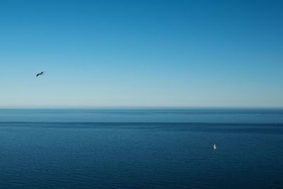 Birds flying over sea