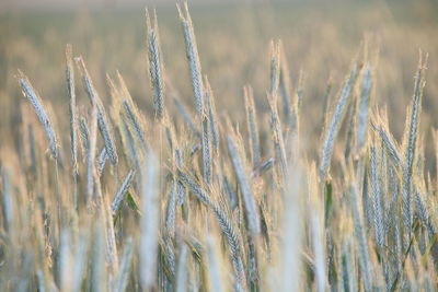 Close-up of wheat growing on field