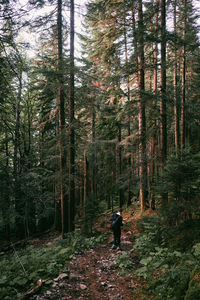 Rear view of woman walking in forest