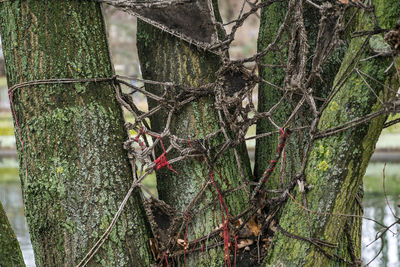 Close-up of ivy perching on tree trunk