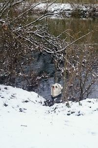 Dog on snow covered tree