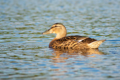 Duck swimming in lake