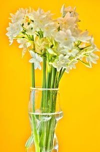 Close-up of fresh yellow flowers