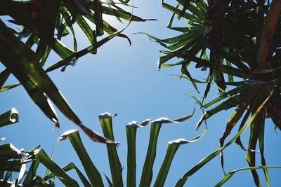 Low angle view of tree against clear sky