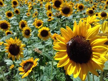 Sunflowers blooming in field