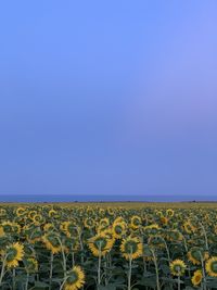 Scenic view of sunflower field against clear blue sky