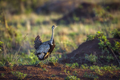 Bird perching on a field