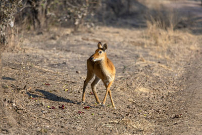 Impala on field