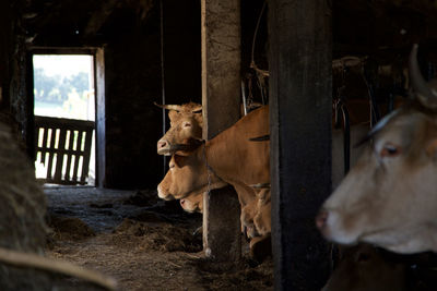 Cows in shed