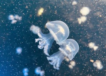 Close-up of jellyfish swimming in sea