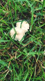 High angle view of white animal on field