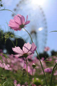 Close-up of pink flowering plants on field