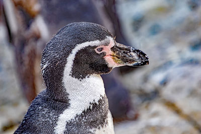 Close-up of bird