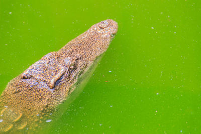 Close-up of lizard on water against green background