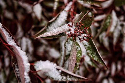 Close-up of frozen flower plant