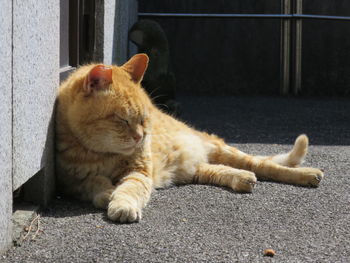 Close-up of ginger cat lying by cat