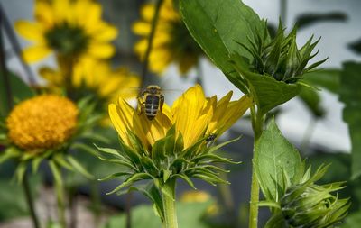 Close-up of bee pollinating on yellow flower