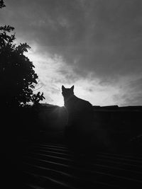 Low angle view of silhouette cat against sky