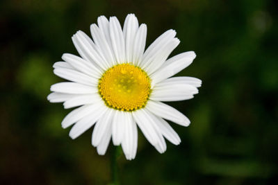 Close-up of white flower blooming outdoors