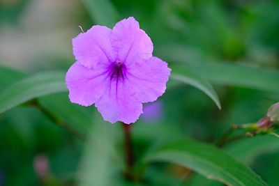 Close-up of purple flowering plant