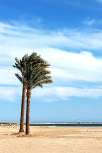 Palm trees against cloudy sky