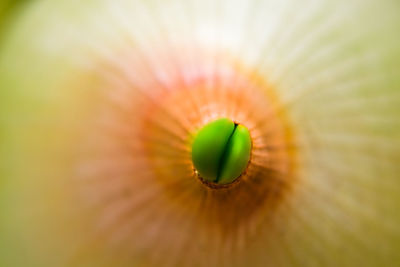 Close-up of green leaf