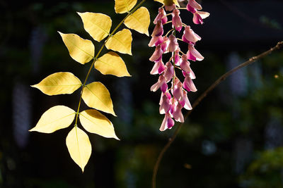 Close-up of autumnal leaves against blurred background