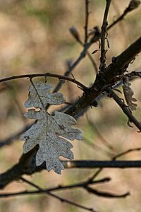 Close-up of dry leaves on tree