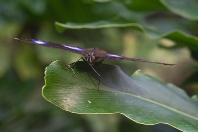 Close-up of insect on plant