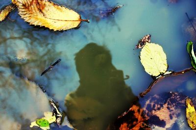 Reflection of trees in water